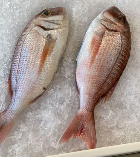 Greek Wild Fish