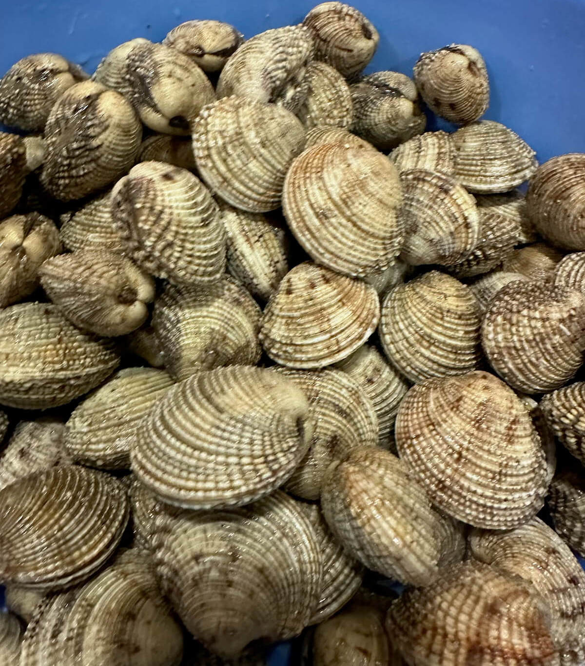 Clam