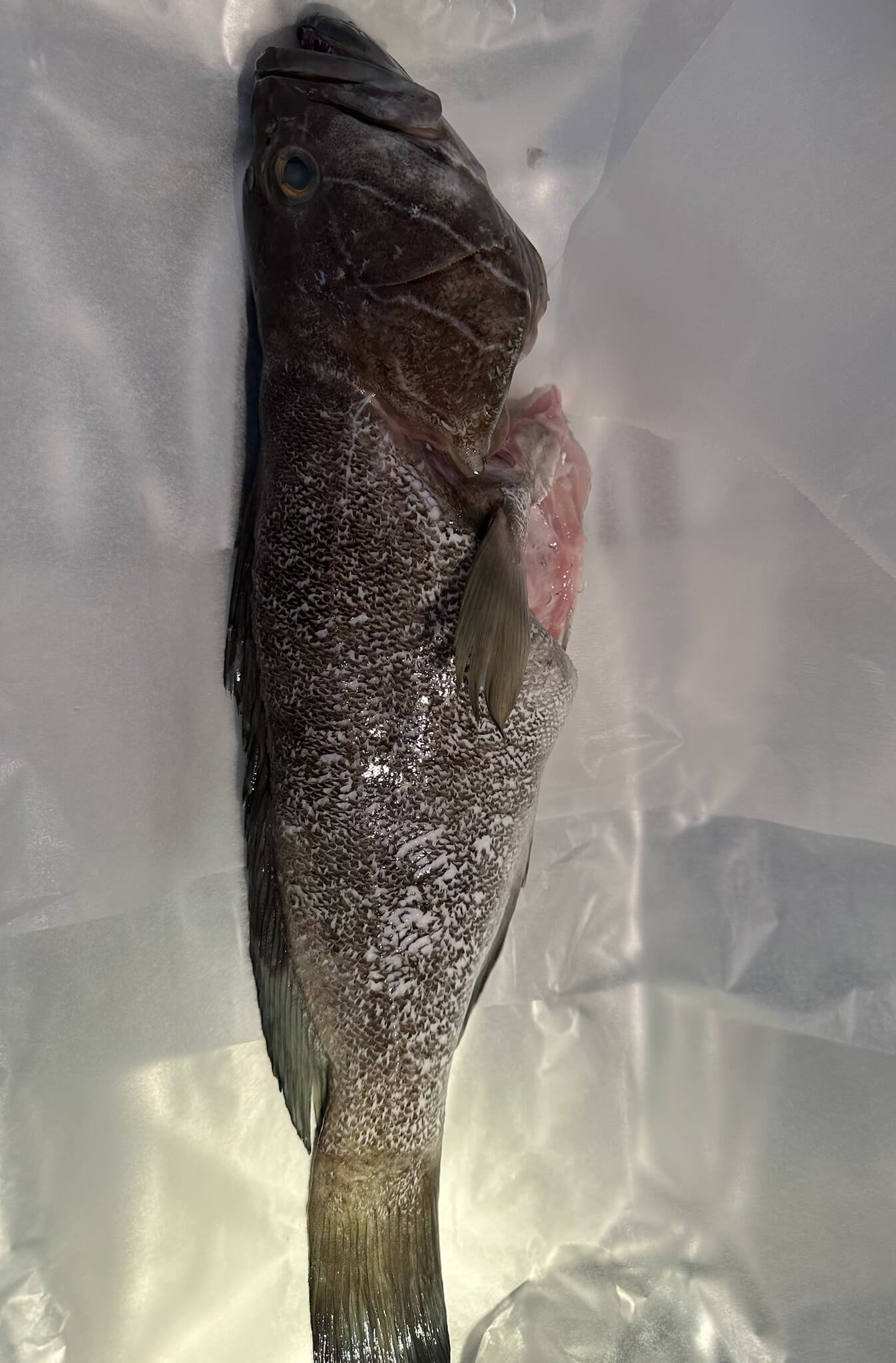 Groupers